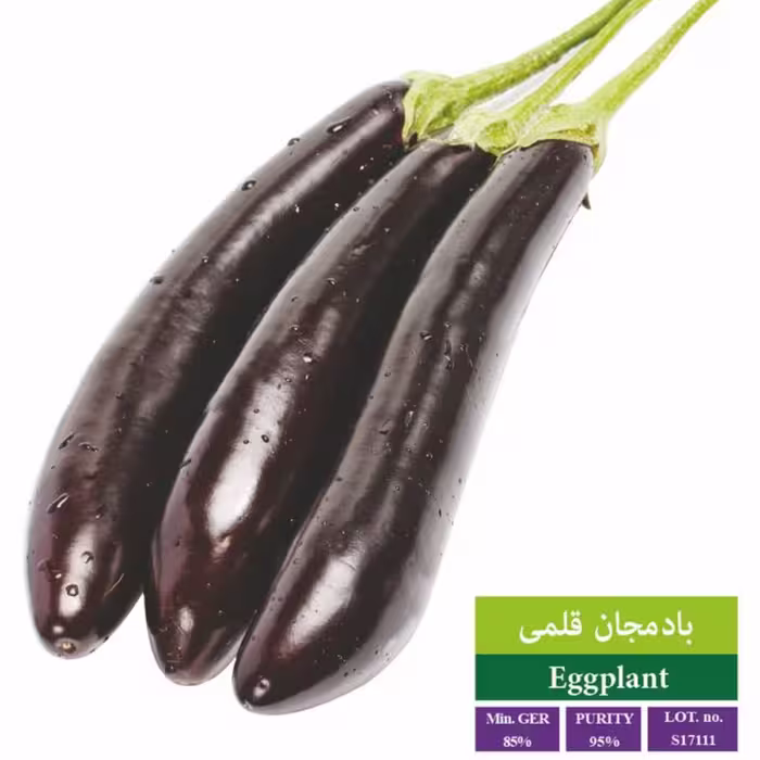 بذر بادمجان قلمی مشکی بذر طلایی رویان 