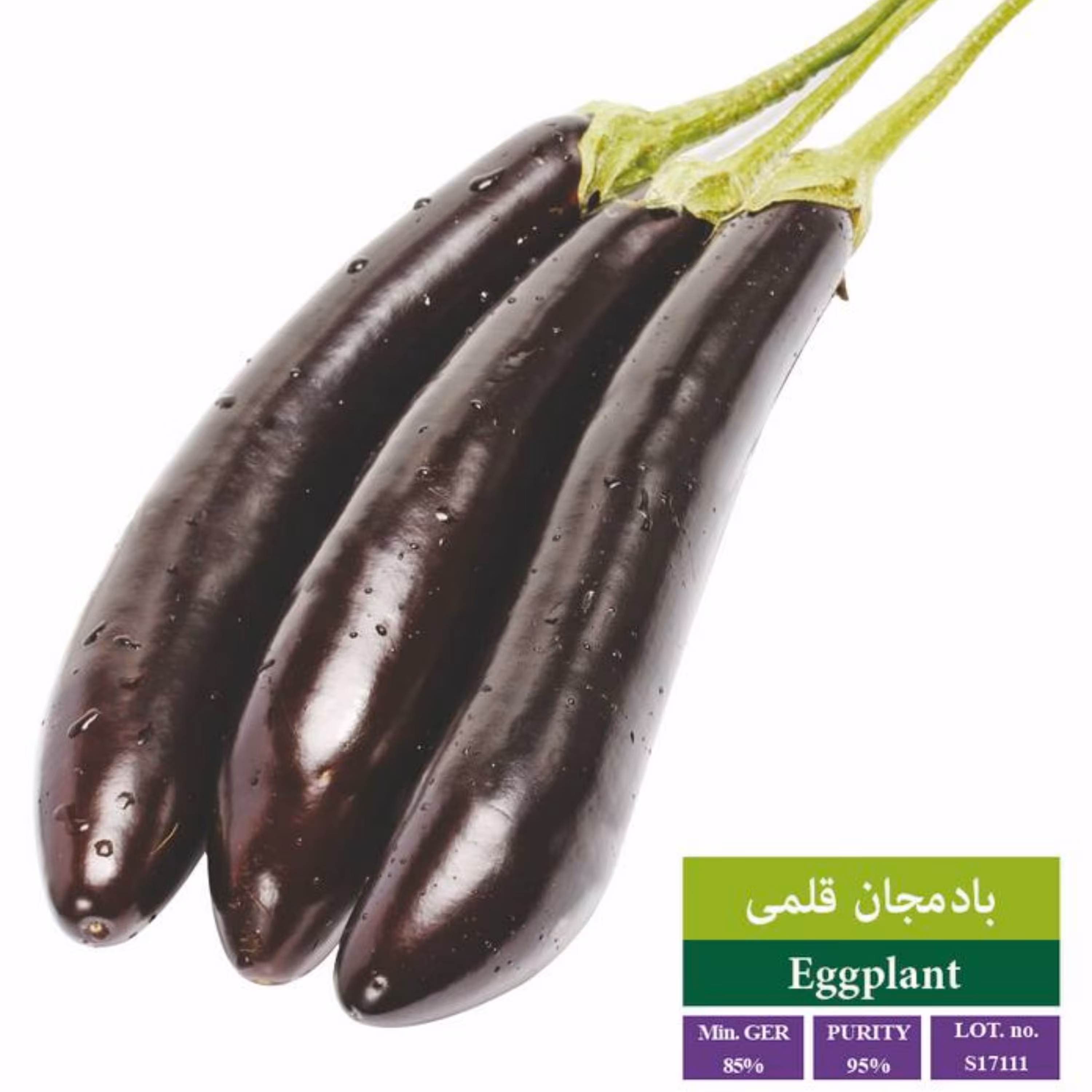 بذر بادمجان قلمی مشکی بذر طلایی رویان 