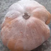 کدو شیرین (20 کیلویی)