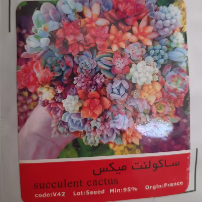 بذر ساکولنت 