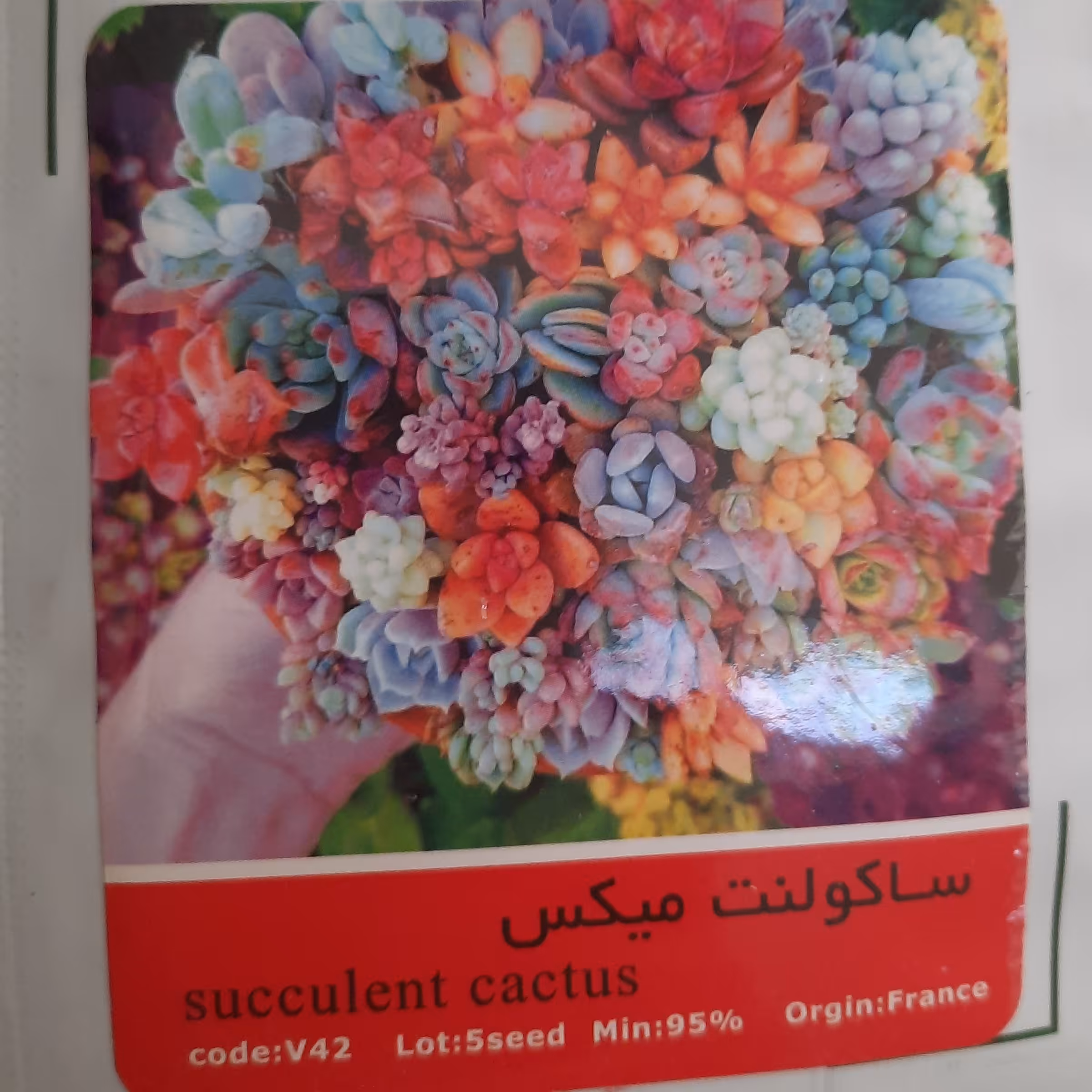 بذر ساکولنت 