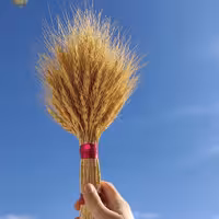 خوشه گندم دستچین شده بسته 100عددی