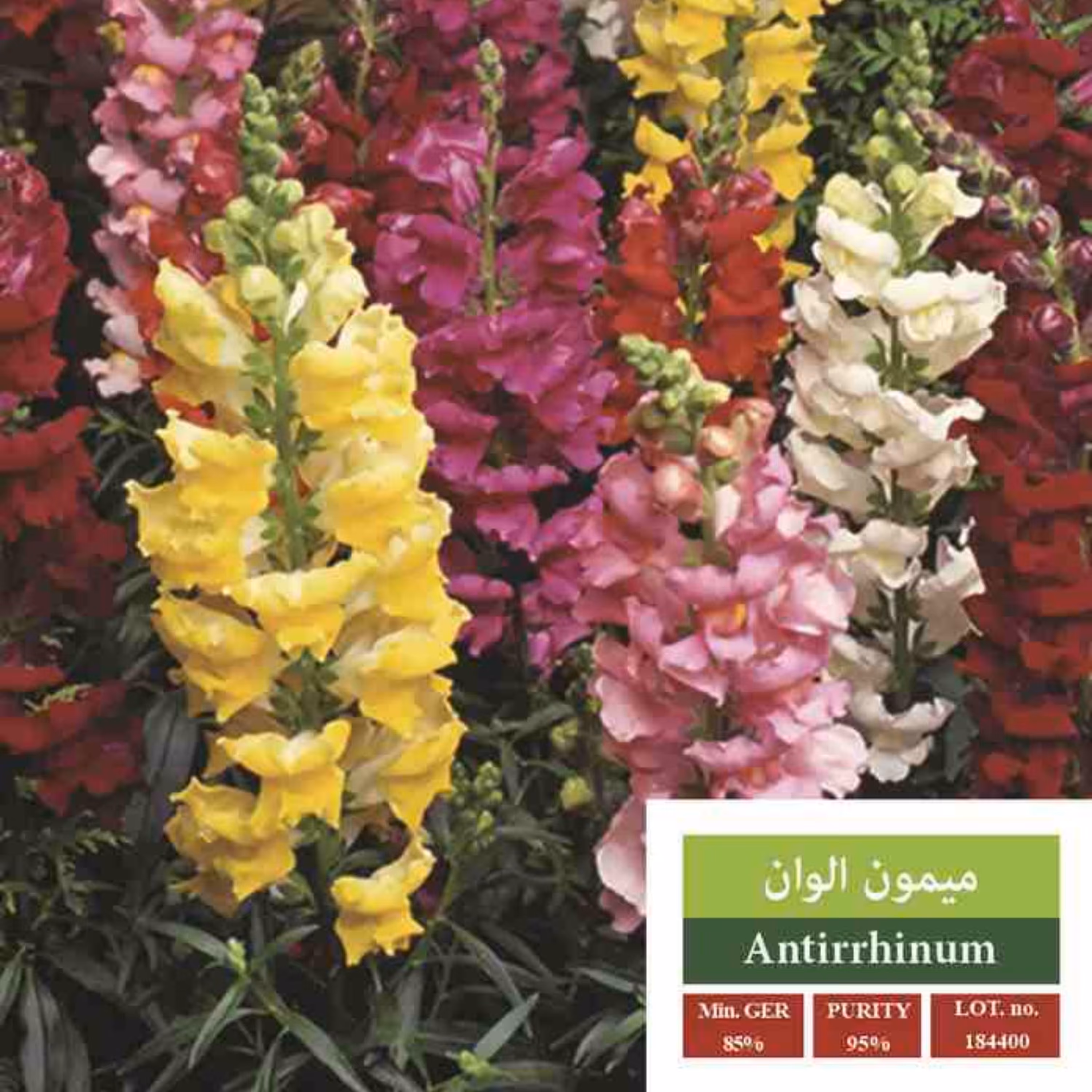 بذر گل میمون الوان بذر طلایی رویان 