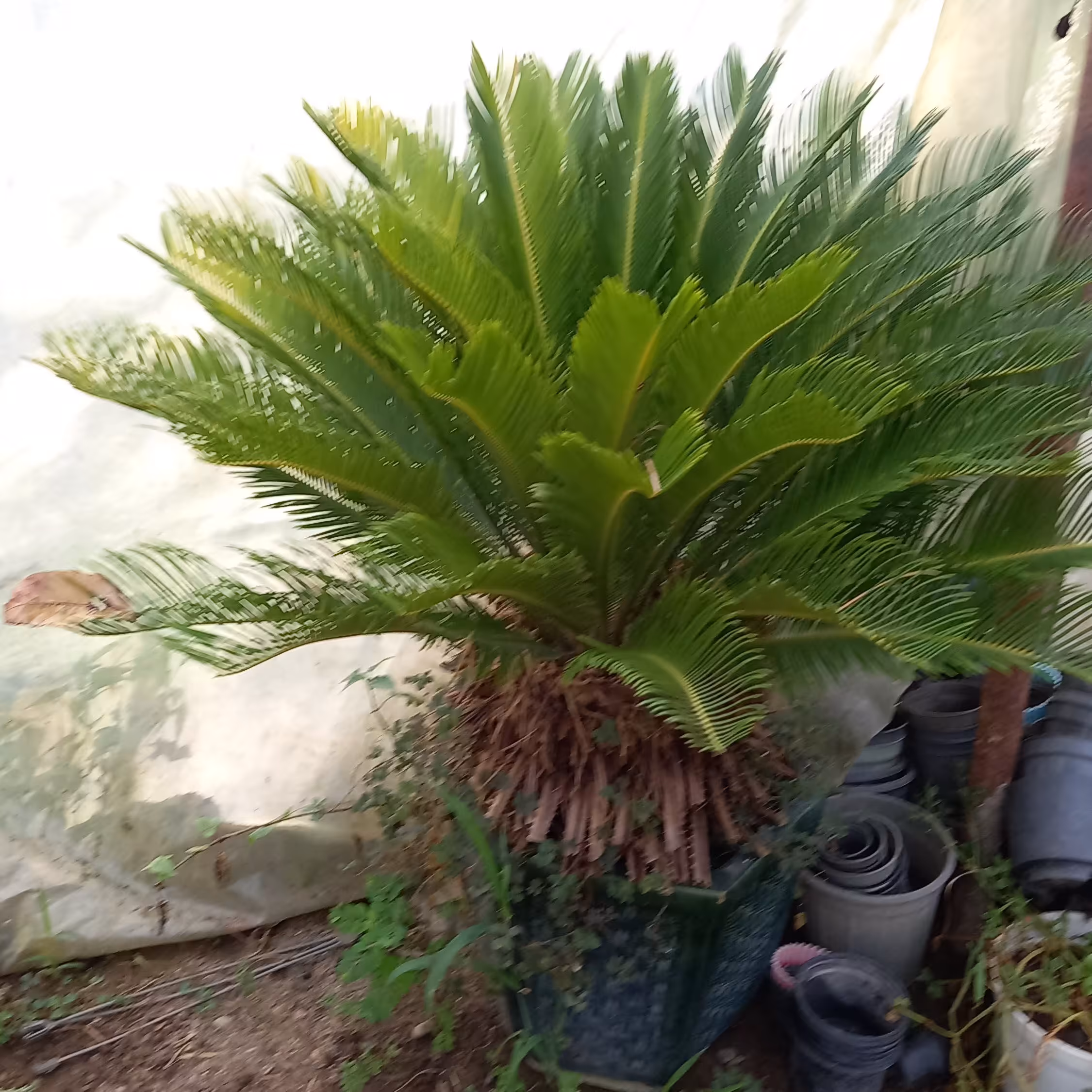 گل سیکاس زیبا و بزرگ