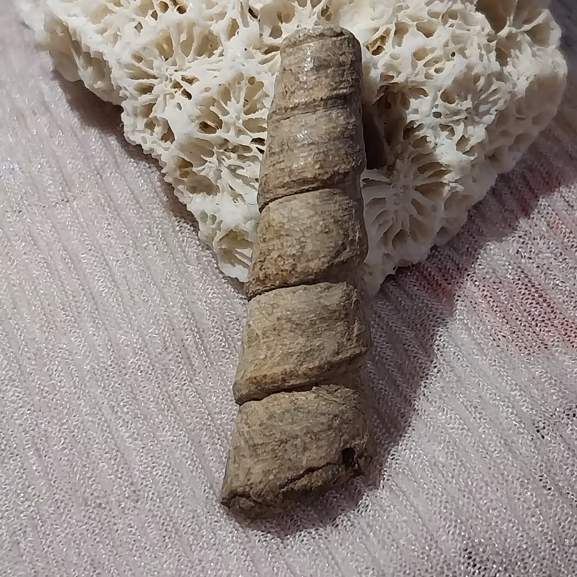 عرج الجبل کمیاب و طبیعی 