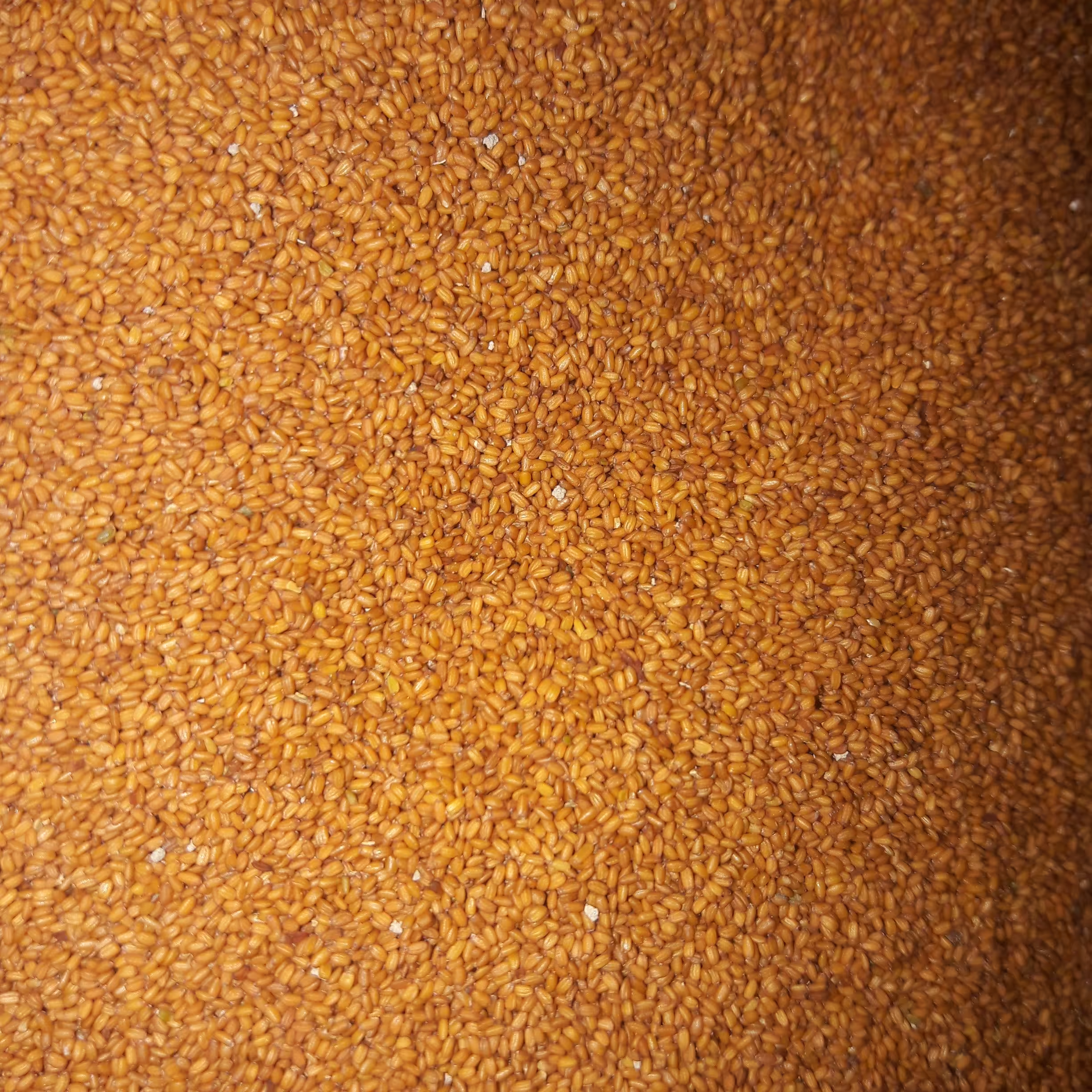 خاکشیر  (500 گرم)