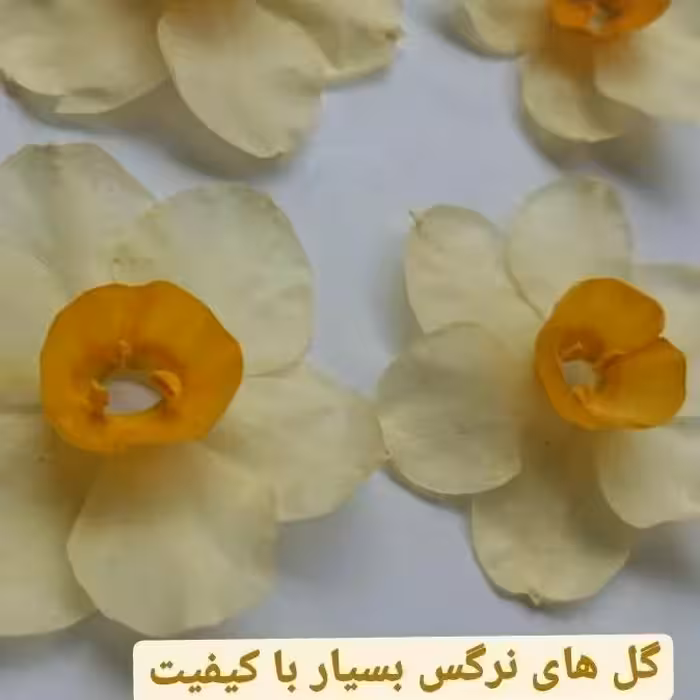پک 10عددی گل نرگس خشک شده