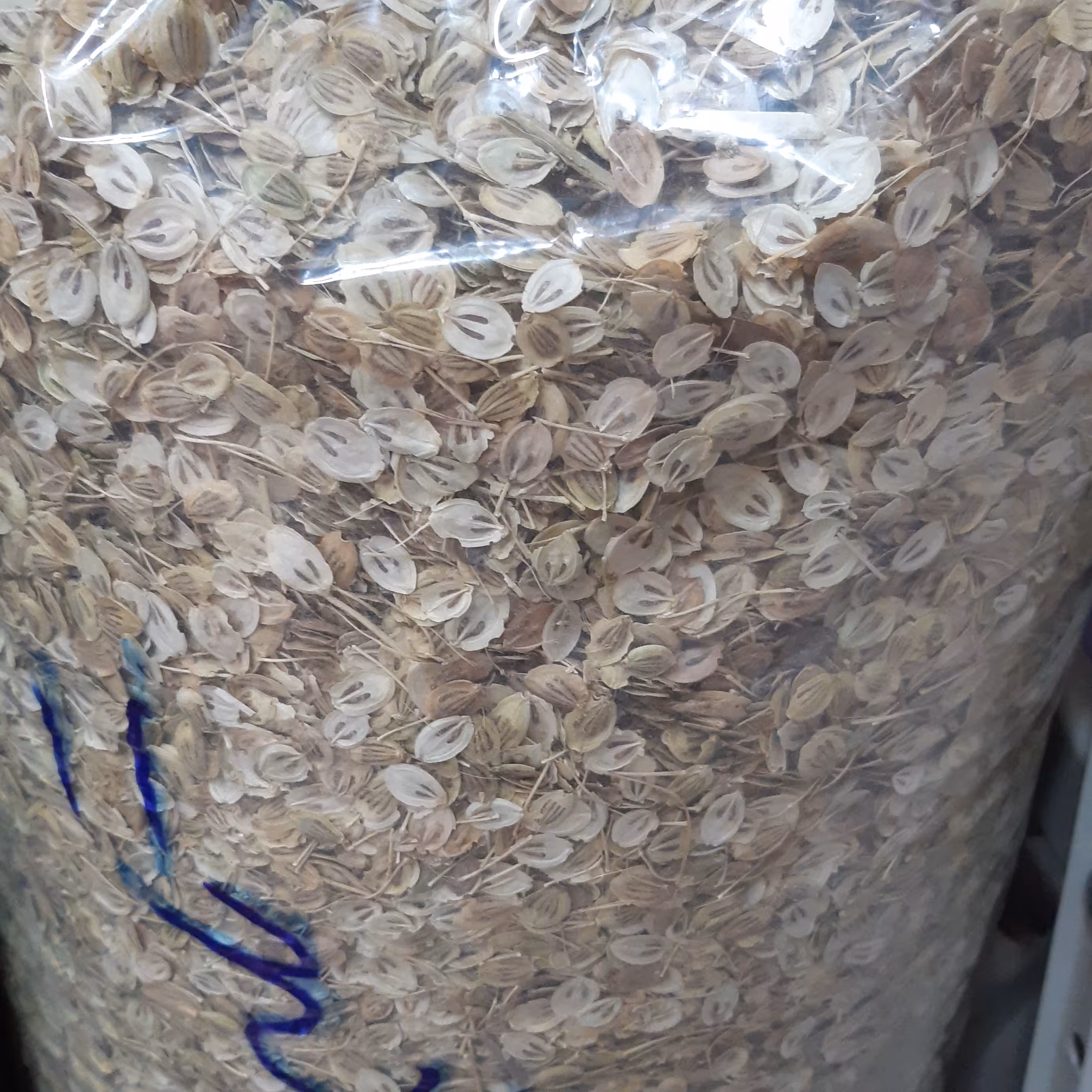 گلپر سفید اعلا 5 کیلویی