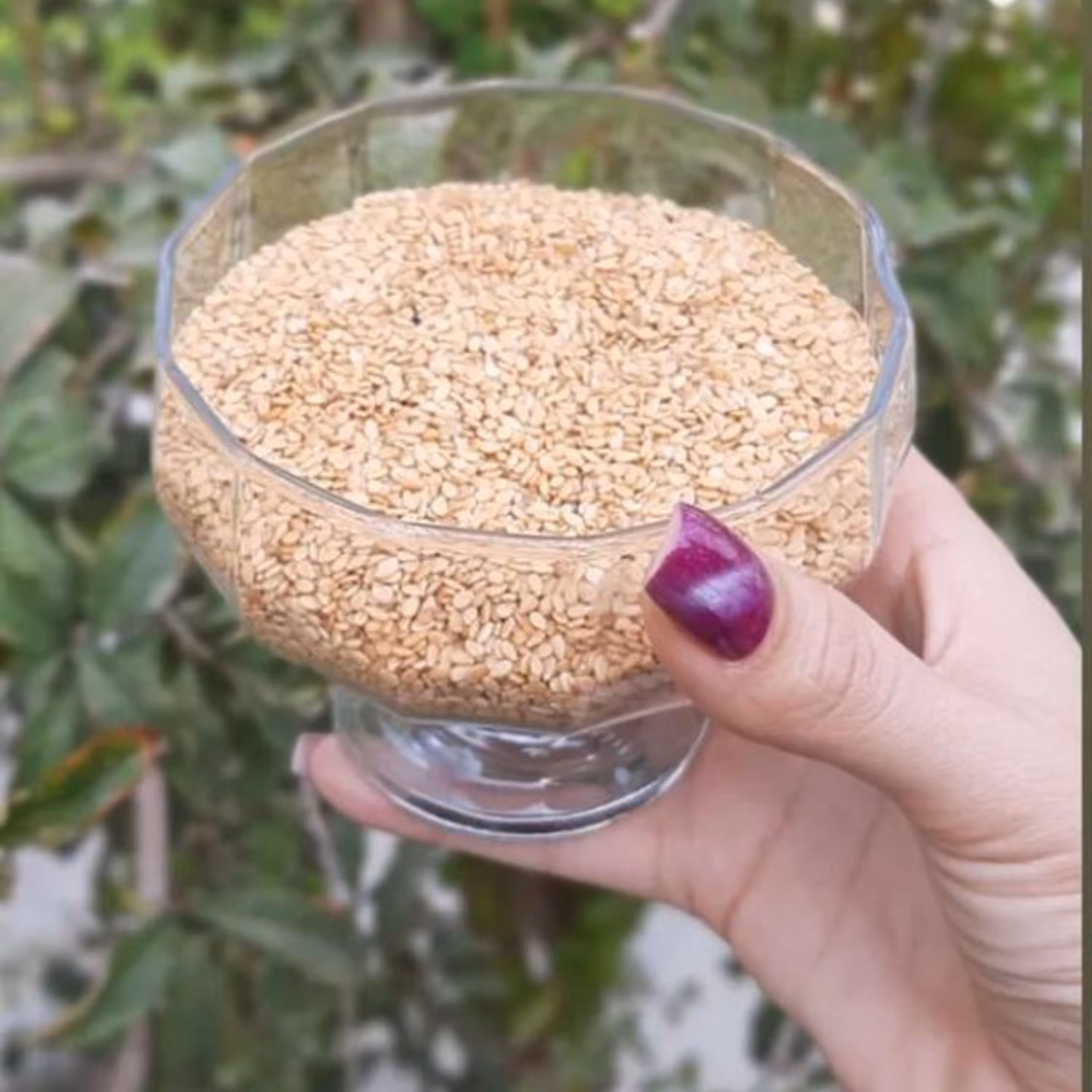 کنجد تنوری بومی برای هوش دانش اموزان