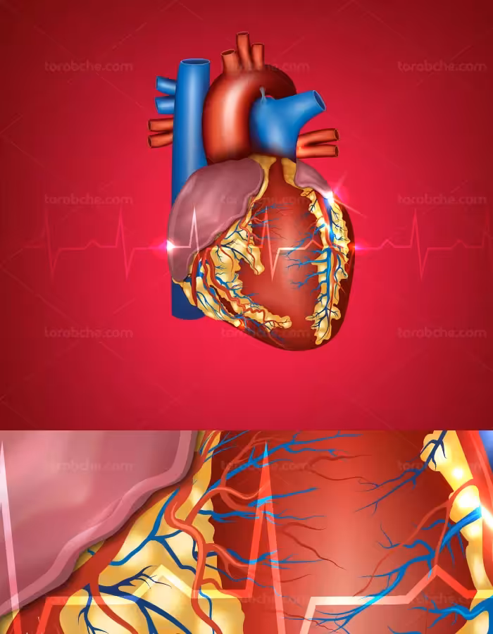 وکتور طرح قلب با جزئیات و مویرگ ها با زمینه ی نوار قلب - گرافیک با طعم تربچه