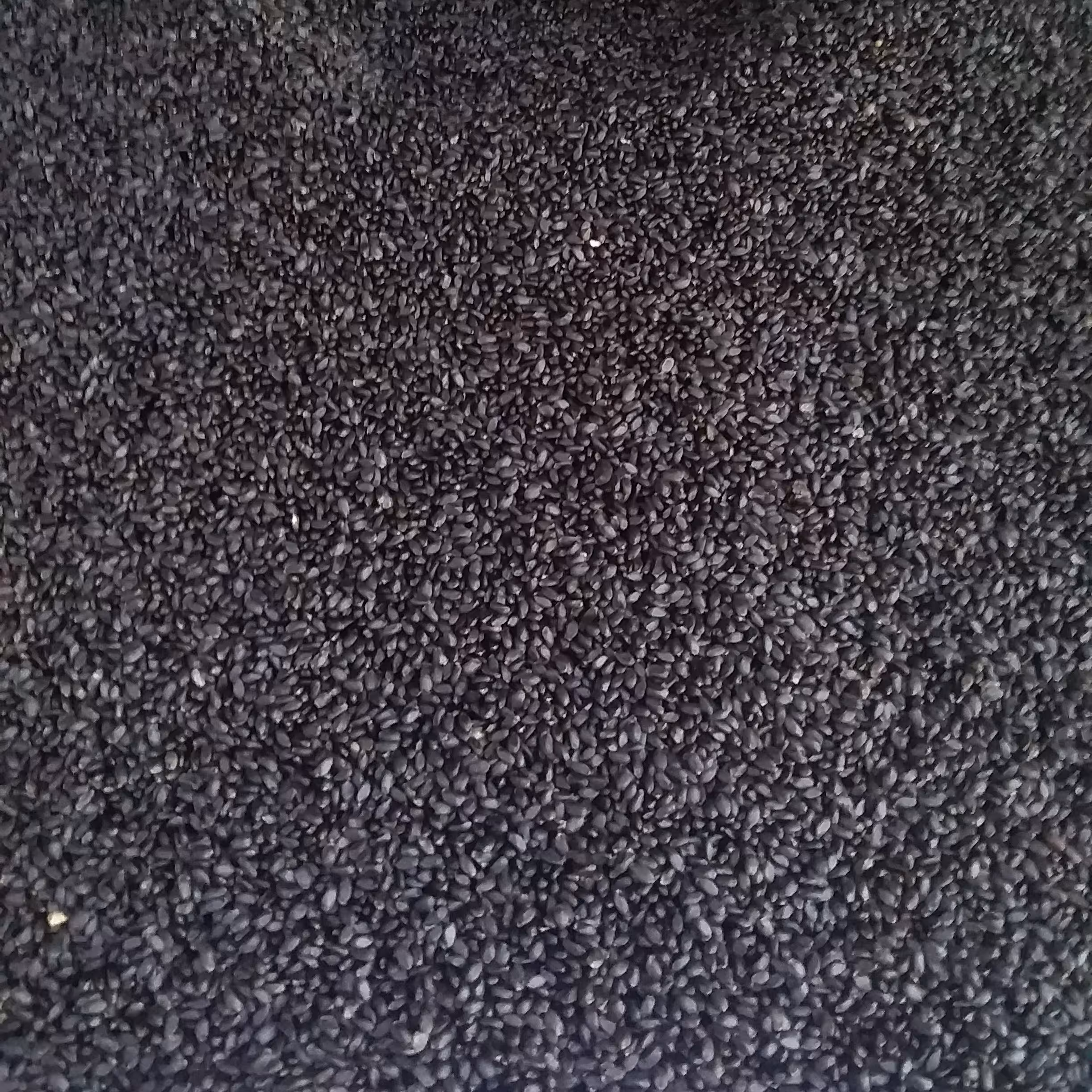 بهترین قیمت تخم ریحان 13 کیلو بهترین قیمت