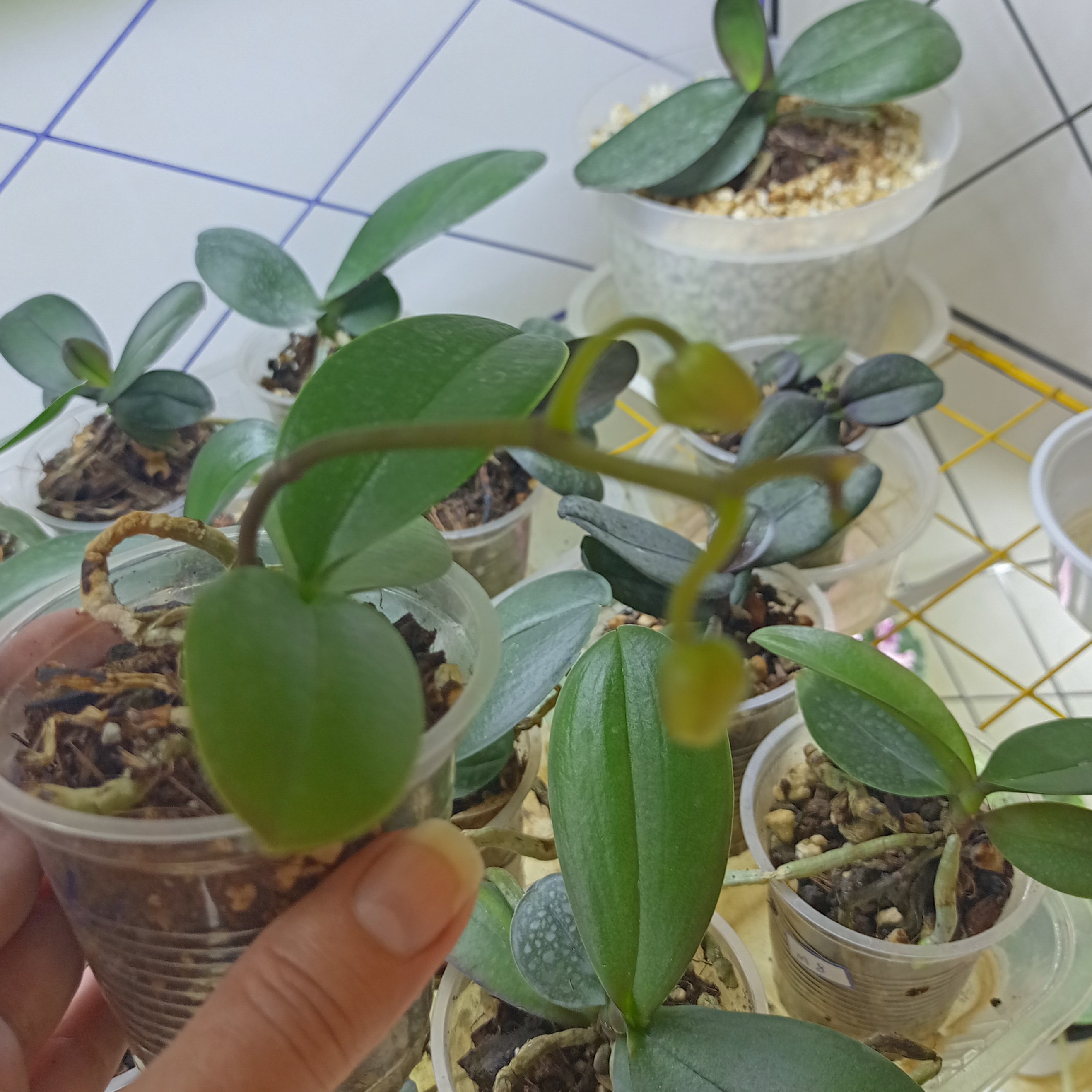 گیاهچه ارکیده غنچه دار