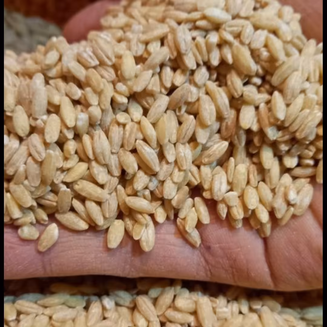 جو پوست کنده اردبیل اعلا و بسیار تمیز بدون خاکه و خورد شدگی کیفیت عالی محصول از عکس پیداست (وزن 450گرم)