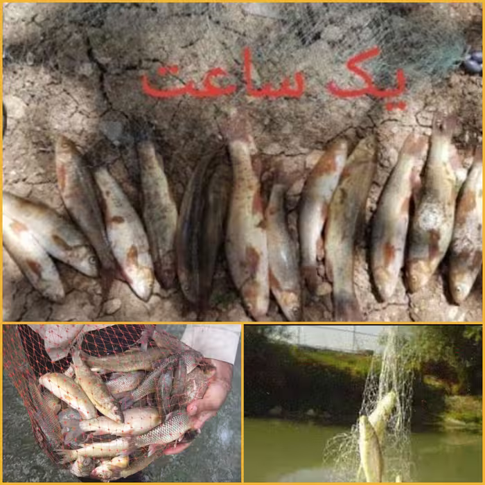 دام ماهیگیری تور موشکی 2شاخه دوبل
