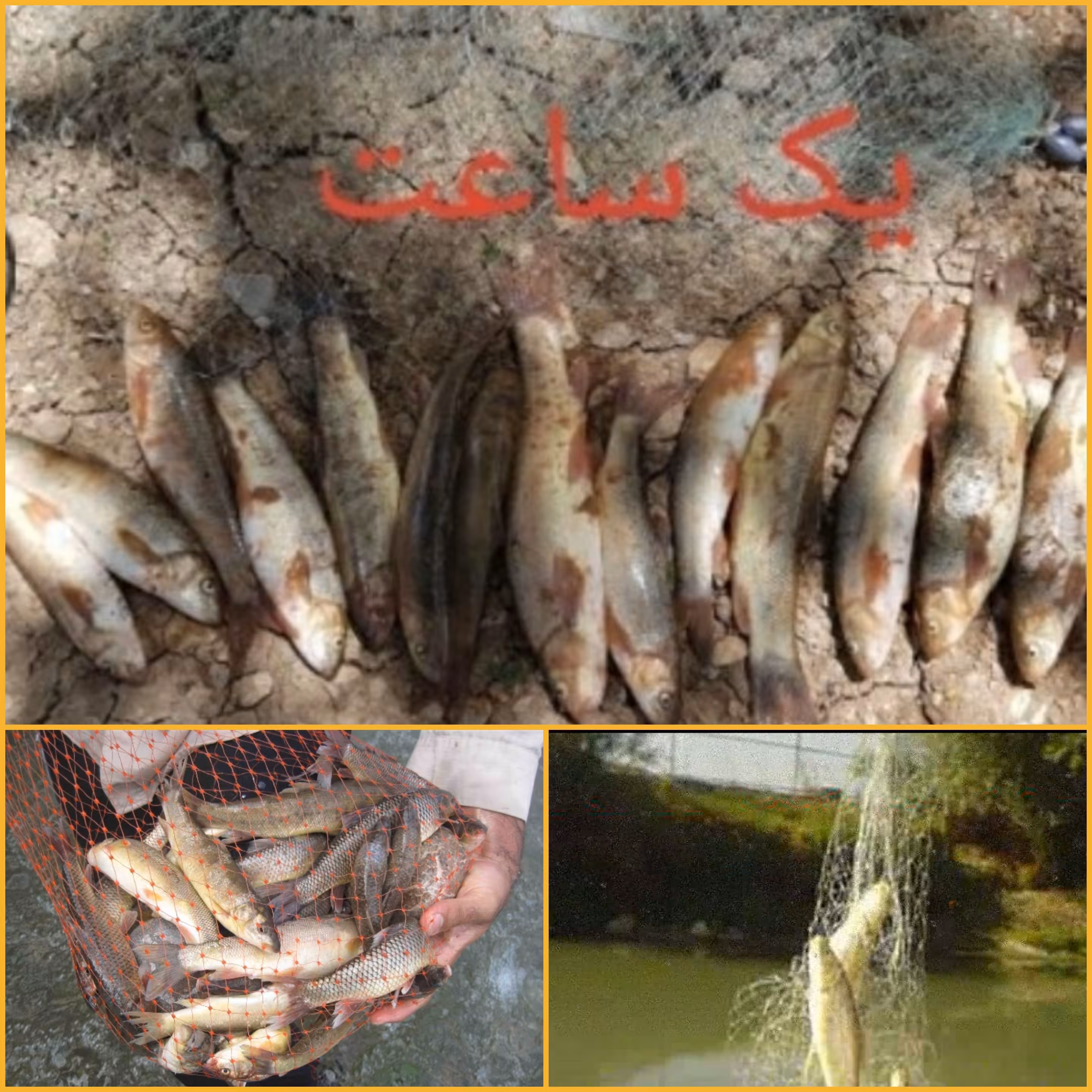 دام ماهیگیری تور موشکی 2شاخه دوبل