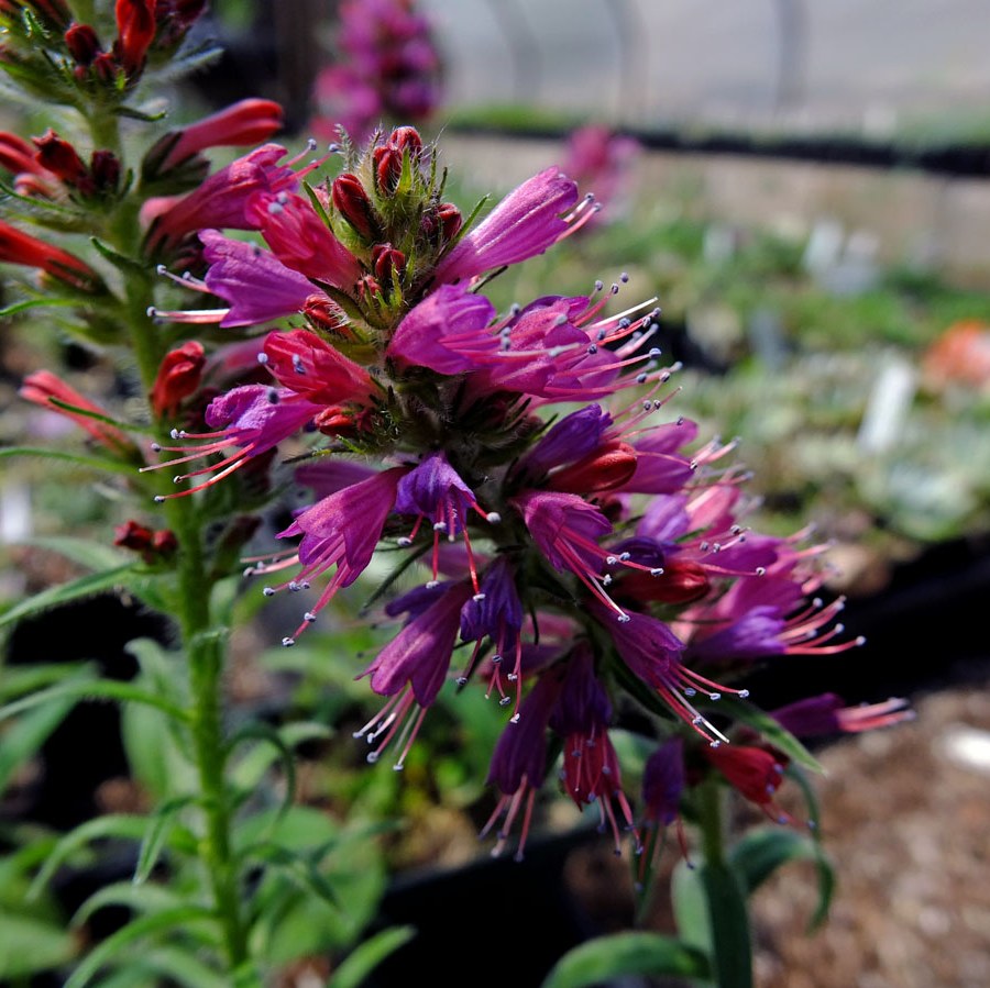 بذر گل گاوزبان ایرانی (بسته 50 گرمی)