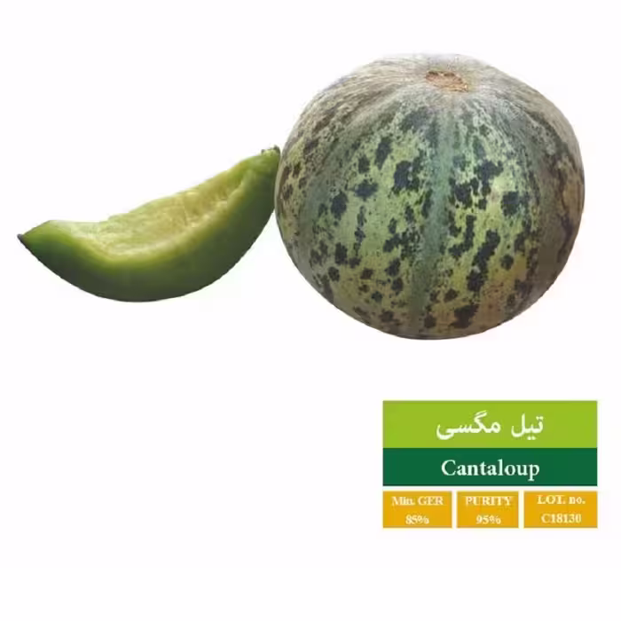 بذر تیل مگسی