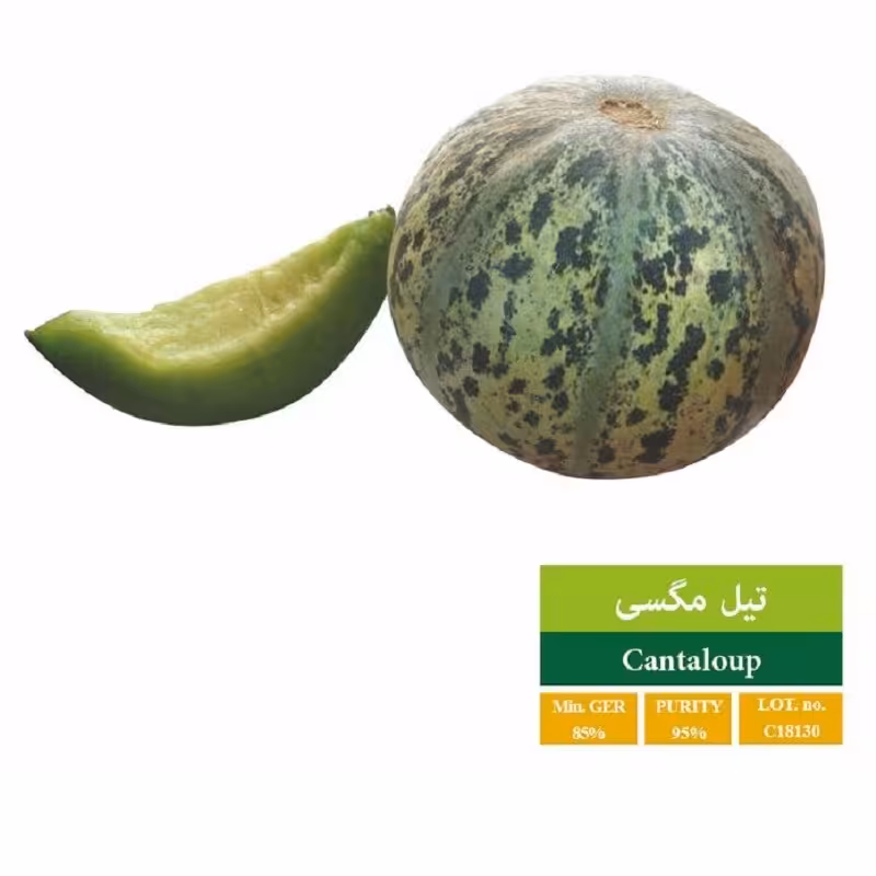بذر تیل مگسی