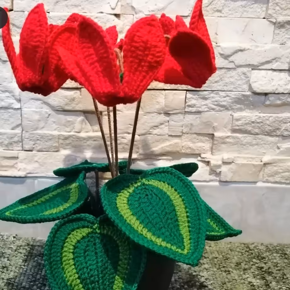 گل سیکلامن