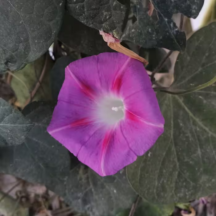 بذر گل نیلوفر رونده 