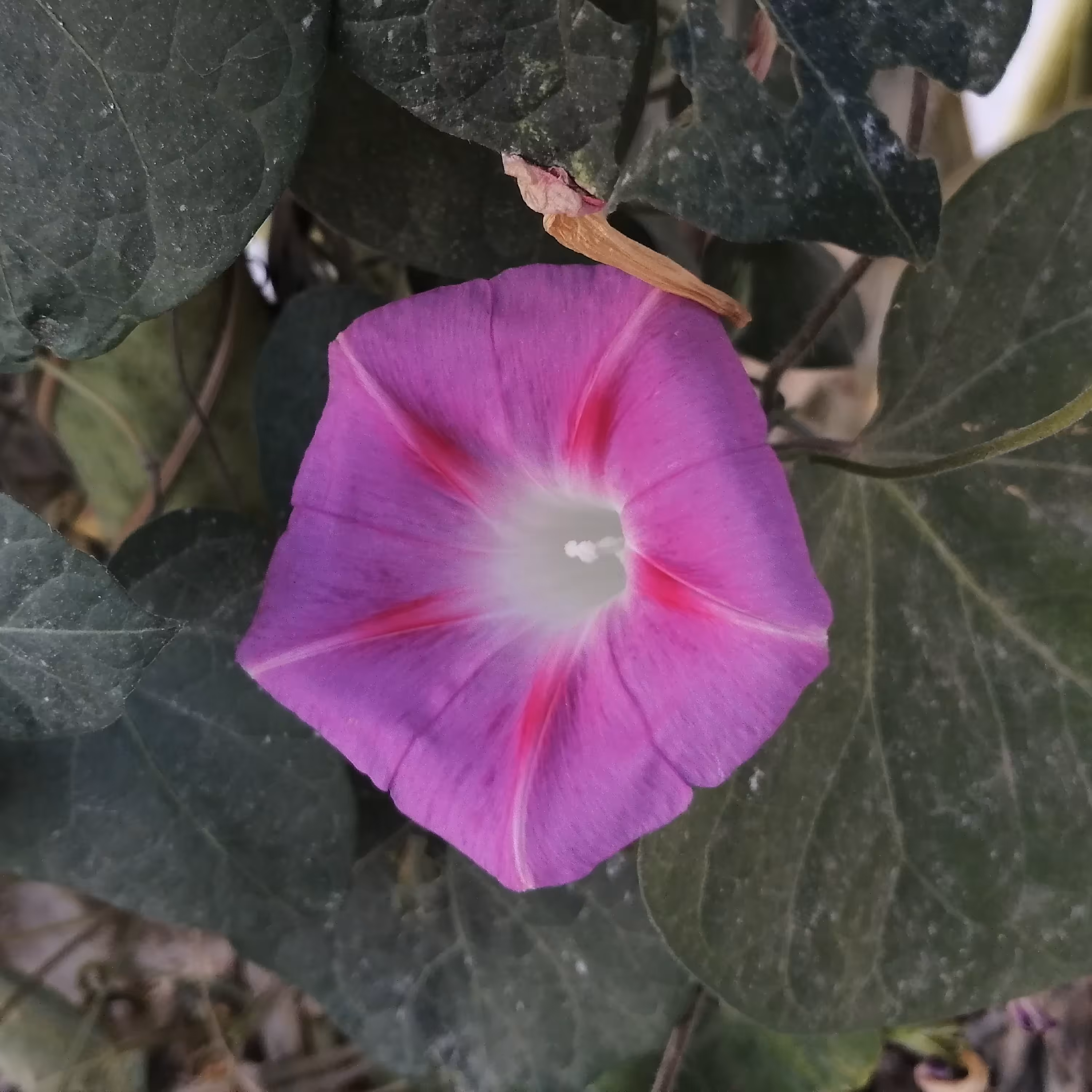 بذر گل نیلوفر رونده 