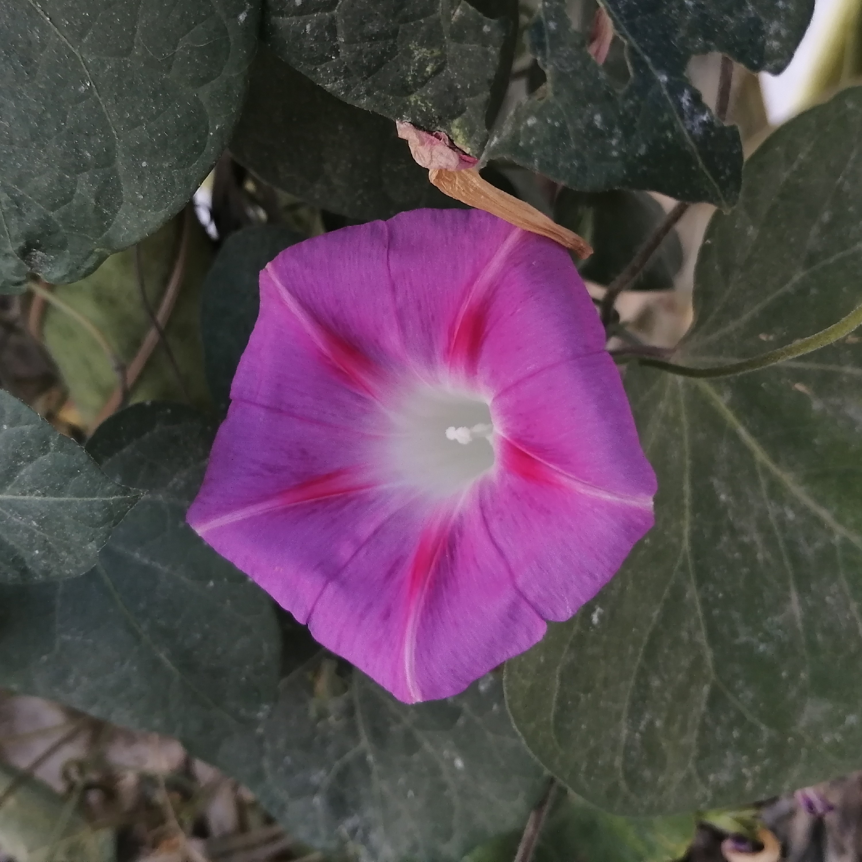 بذر گل نیلوفر رونده