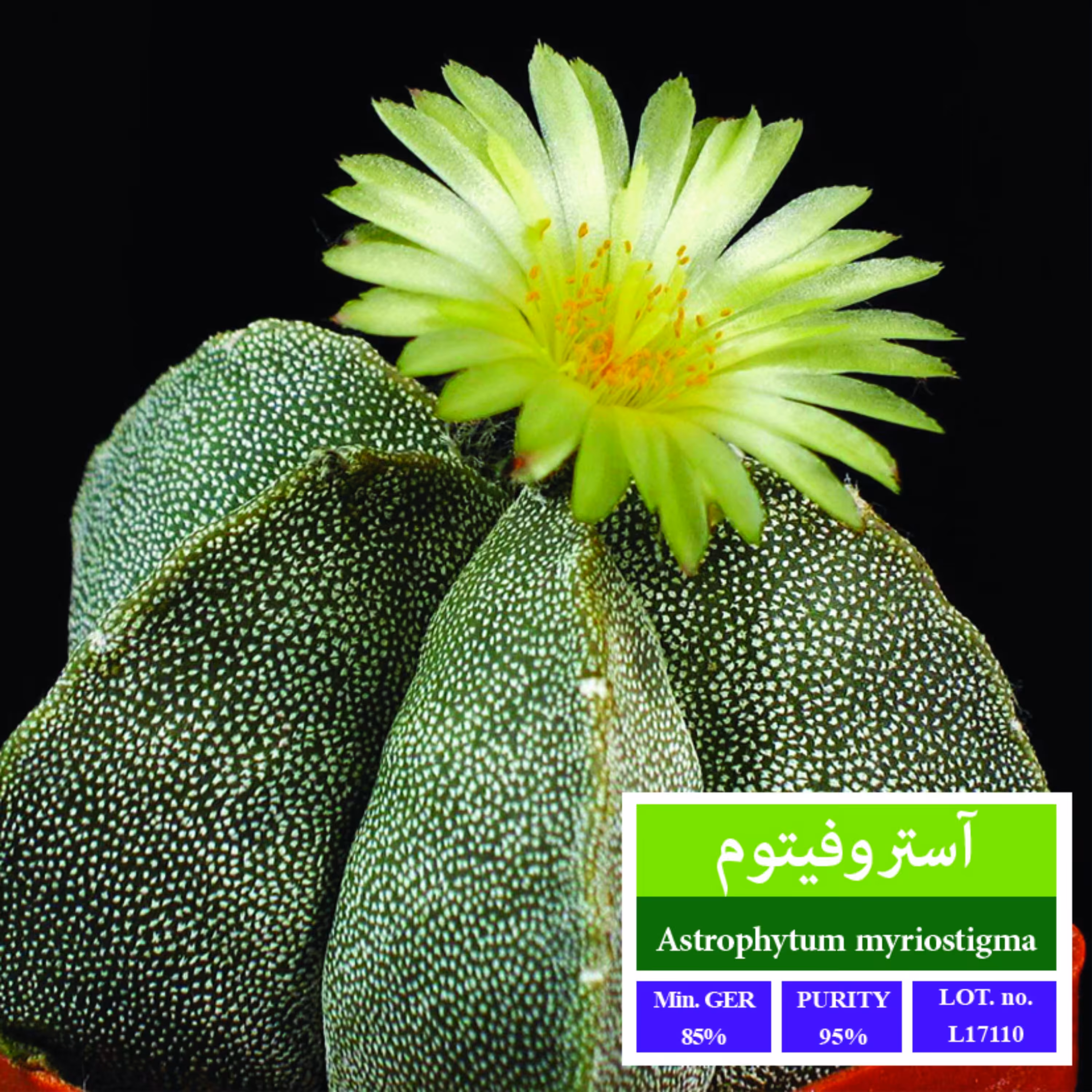 بذر کاکتوس آستروفیتوم میروستیگما بذر طلایی رویان 