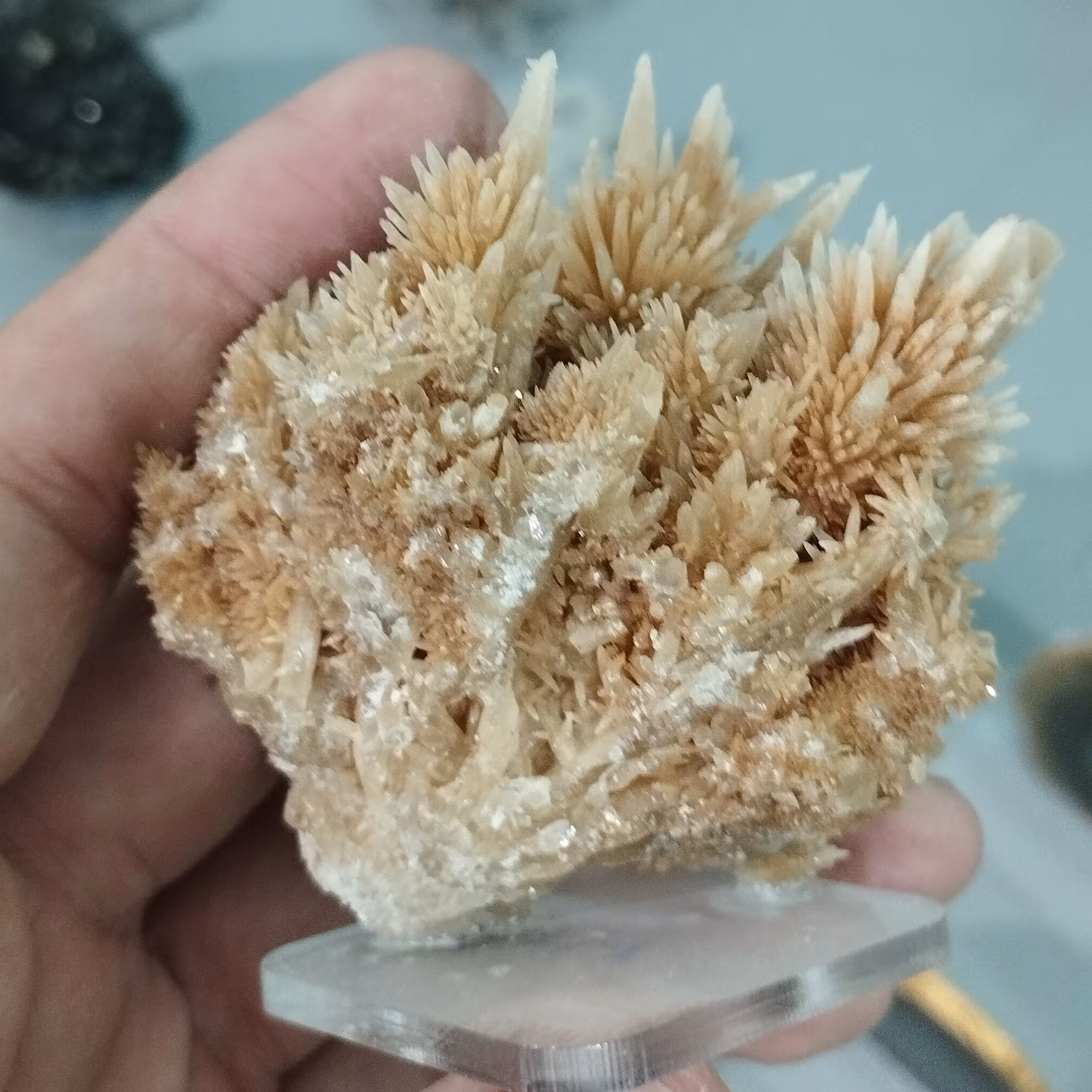 کلکسیونی آراگونیت سوزنی  قد 6سانتیمتر پهنا 7سانتیمتر پایه دار،نمایشگاه اصفهان فروش رفت 