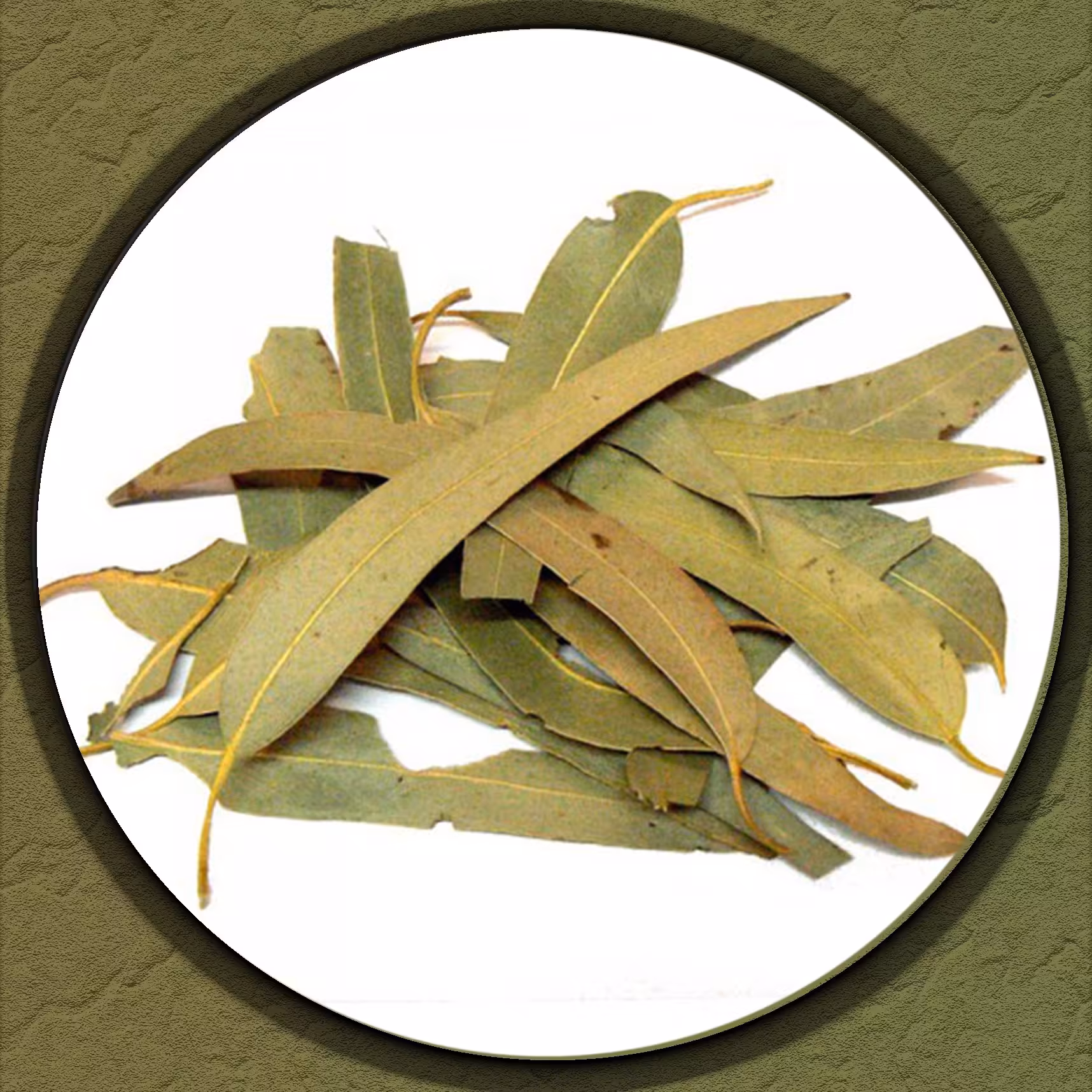 برگ اکالیپتوس 250گرمی