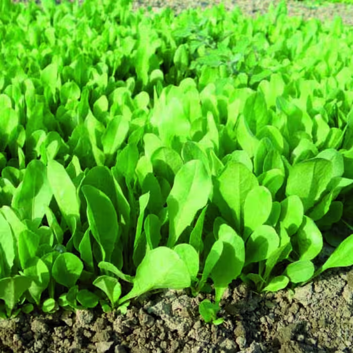 بذر شیکوری سالادی (چیکوری) 100 عددی 