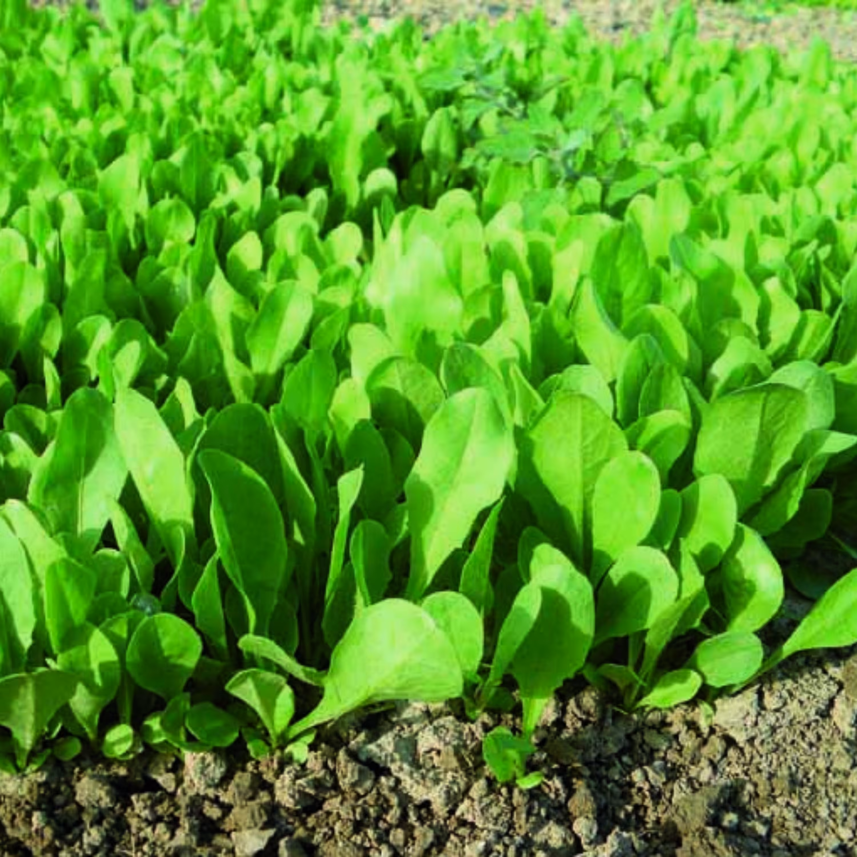 بذر شیکوری سالادی (چیکوری) 100 عددی 