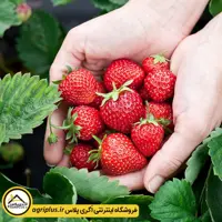 بذر توت فرنگی روژن هلندی (Fragaria Vesca Rugen) مولر