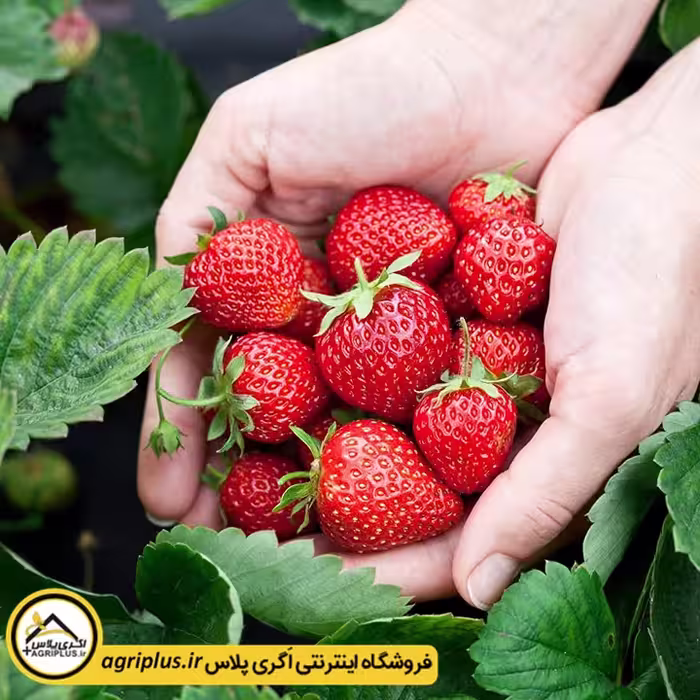 بذر توت فرنگی روژن هلندی (Fragaria Vesca Rugen) مولر