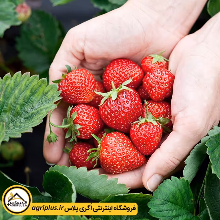 بذر توت فرنگی روژن هلندی (Fragaria Vesca Rugen) مولر