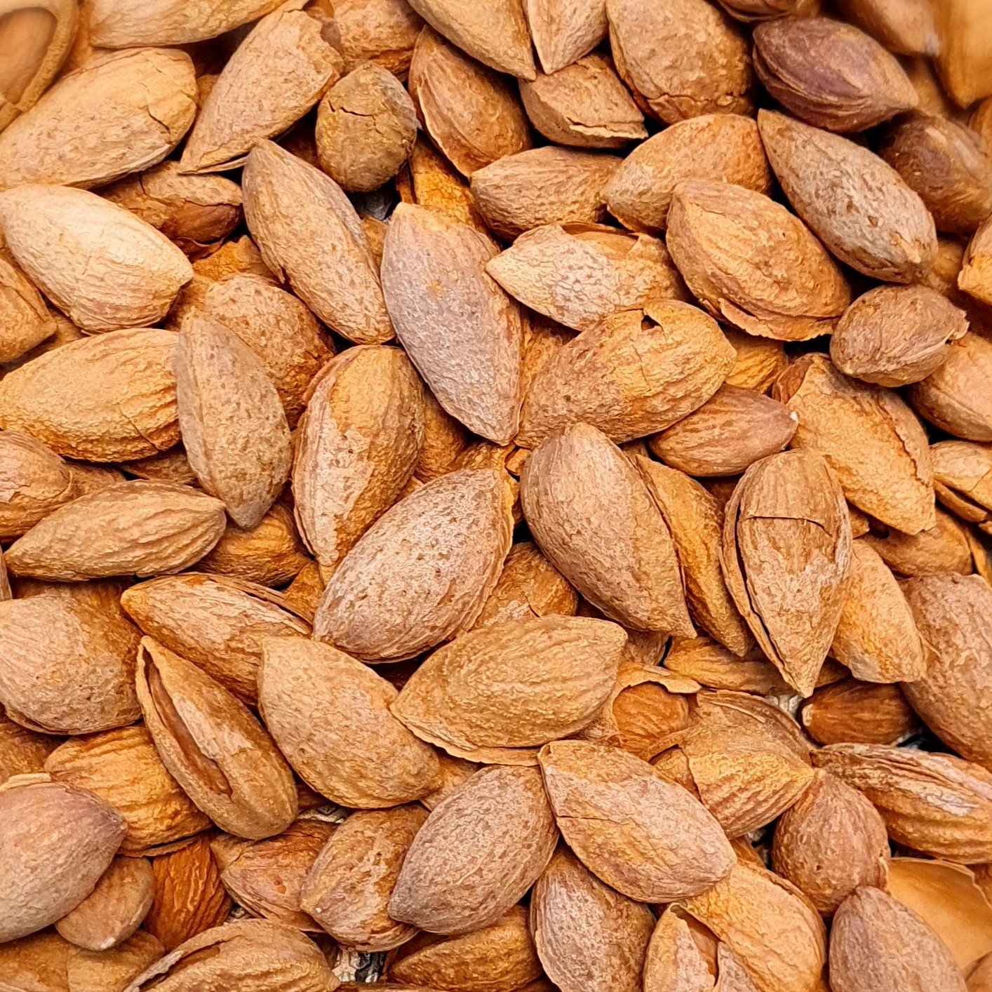 بادام کاغذی خام تازه و درجه یک(500گرم)