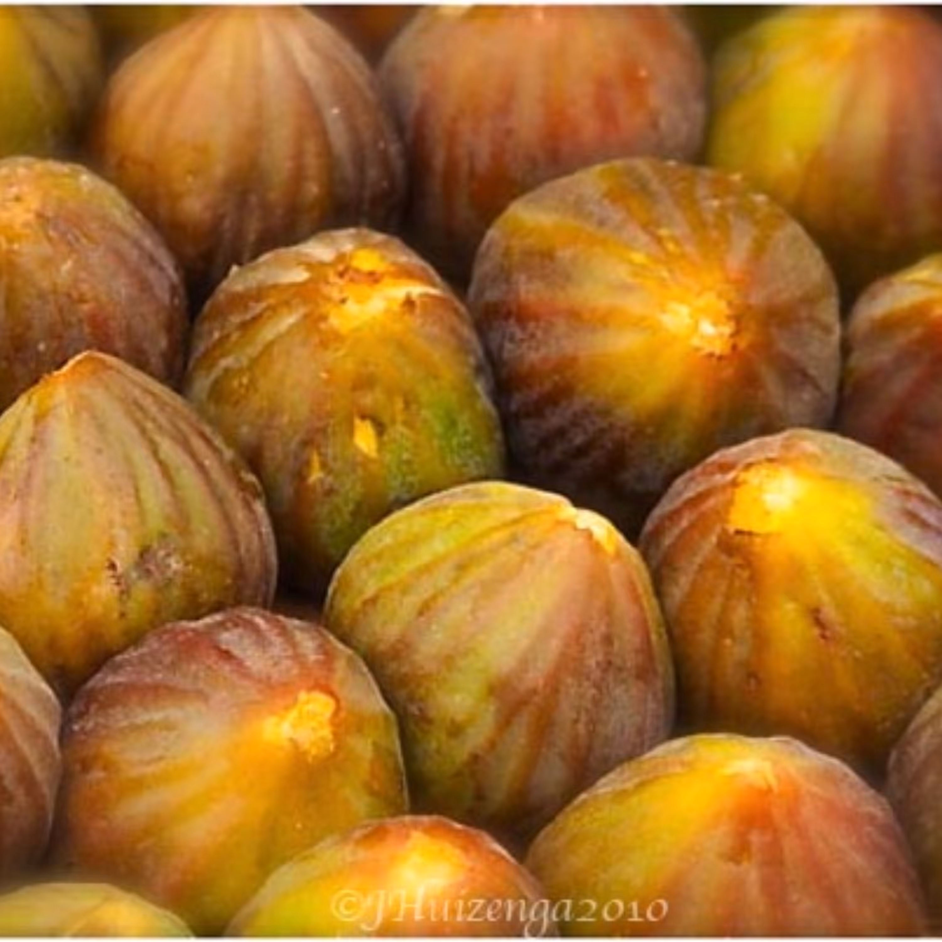 بذر انجیر نارنجی 10 عددی