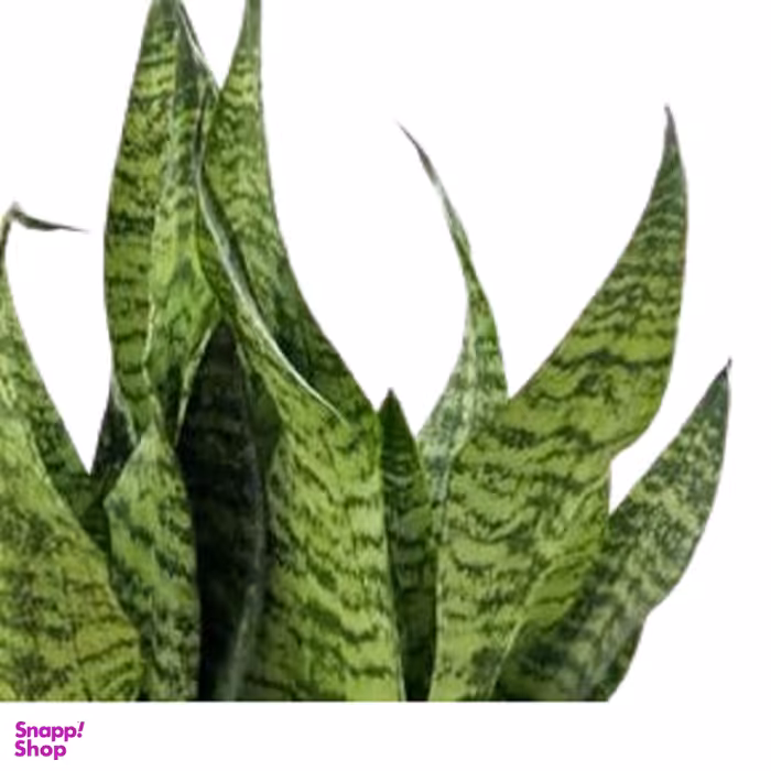 گلدان سانسوریا کرواتی ارتفاع 50 سانتی متر