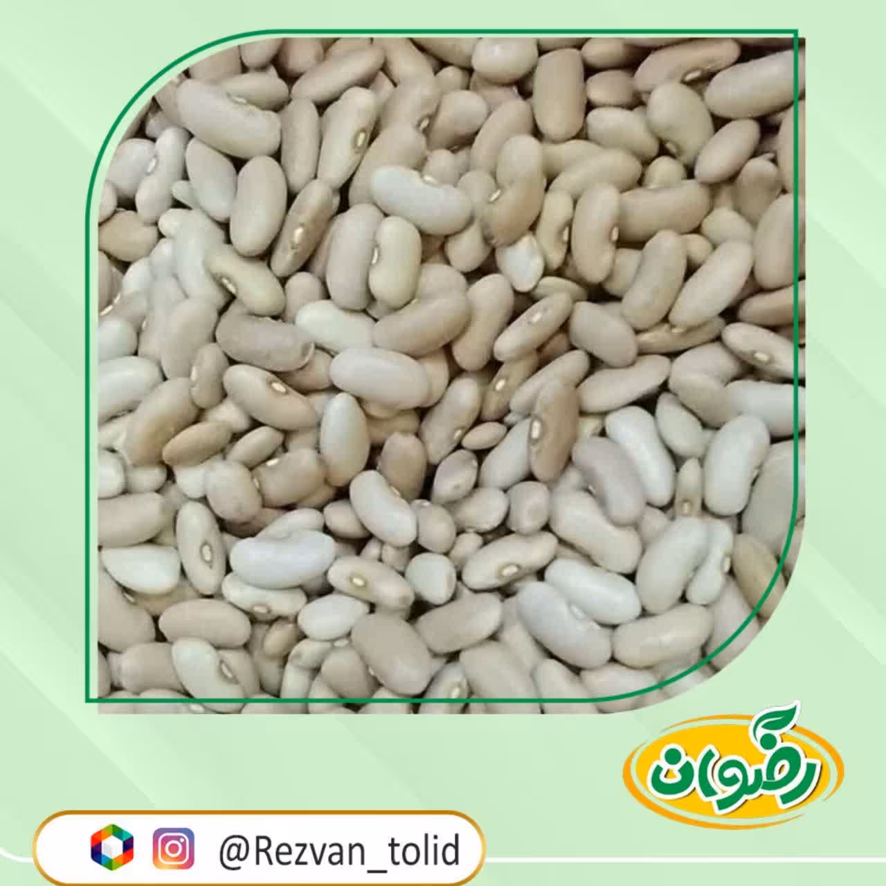 لوبیا کشاورزی