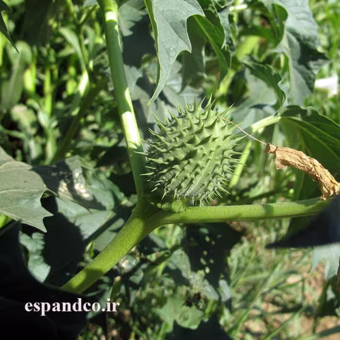داتوره سیاه (50 گرم)
