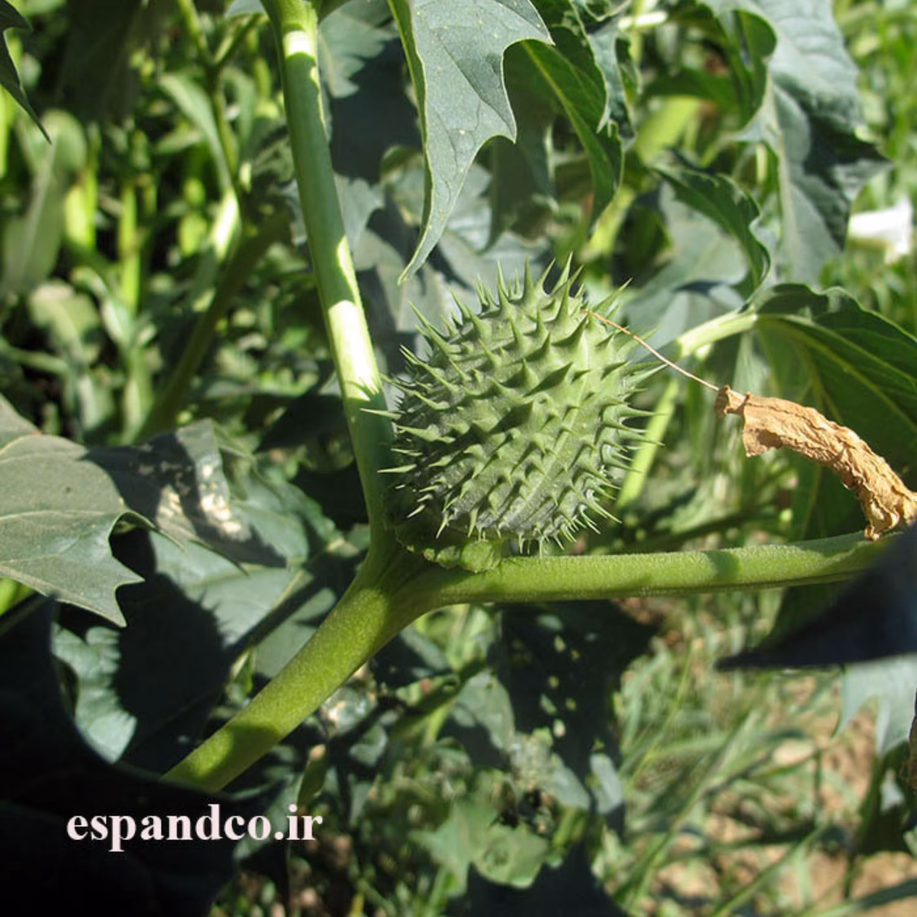 داتوره سیاه (50 گرم)
