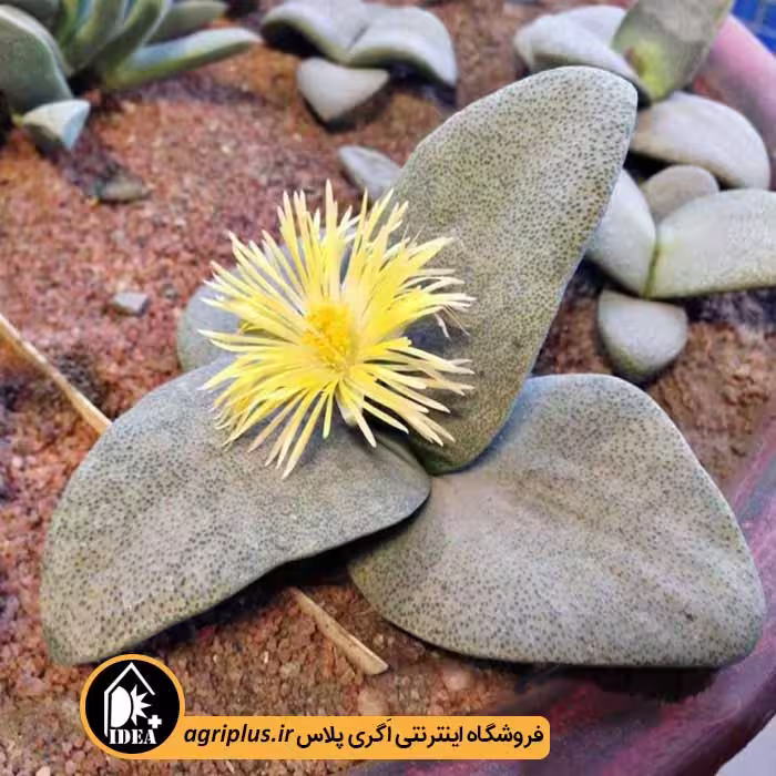 بذر ساکولنت Pleiospilos Simulans