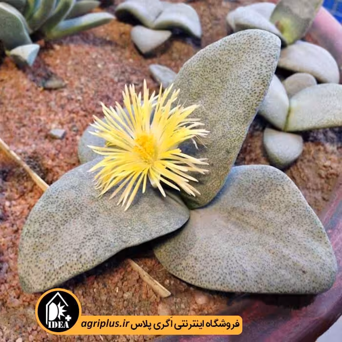 بذر ساکولنت Pleiospilos Simulans
