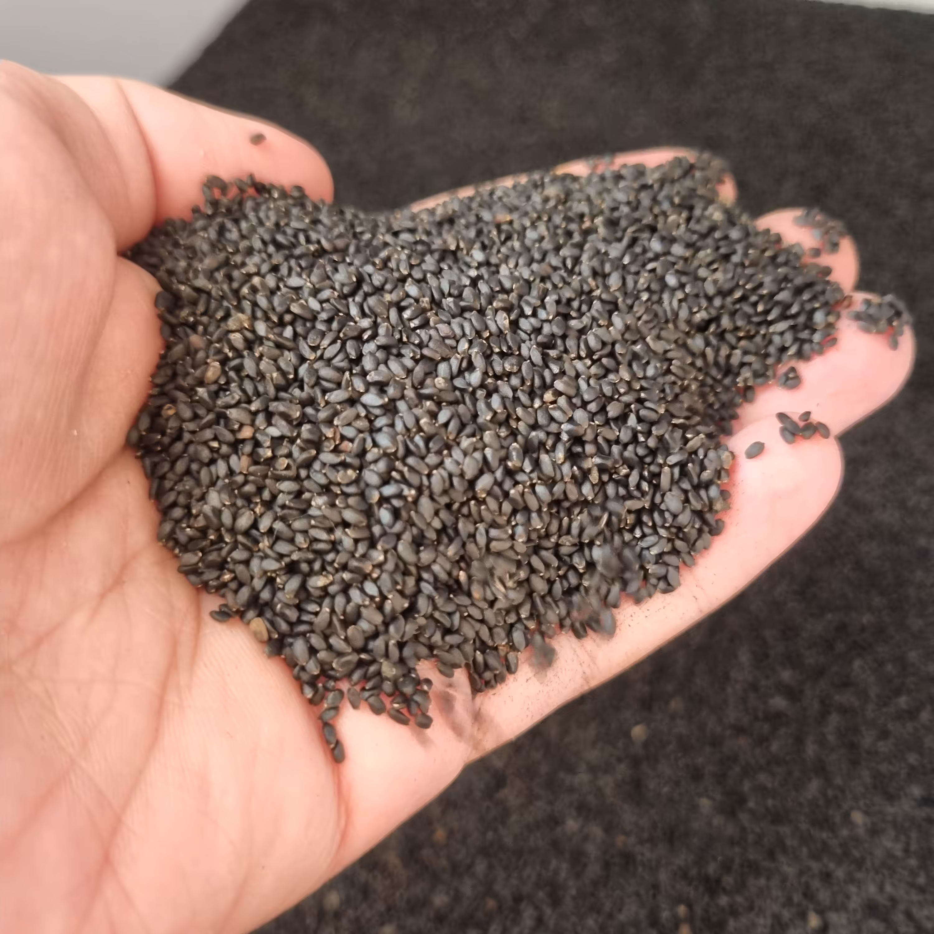 تخم شربتی یا ریحان شربتی  تمیز و درجه یک بسته بندی شده 