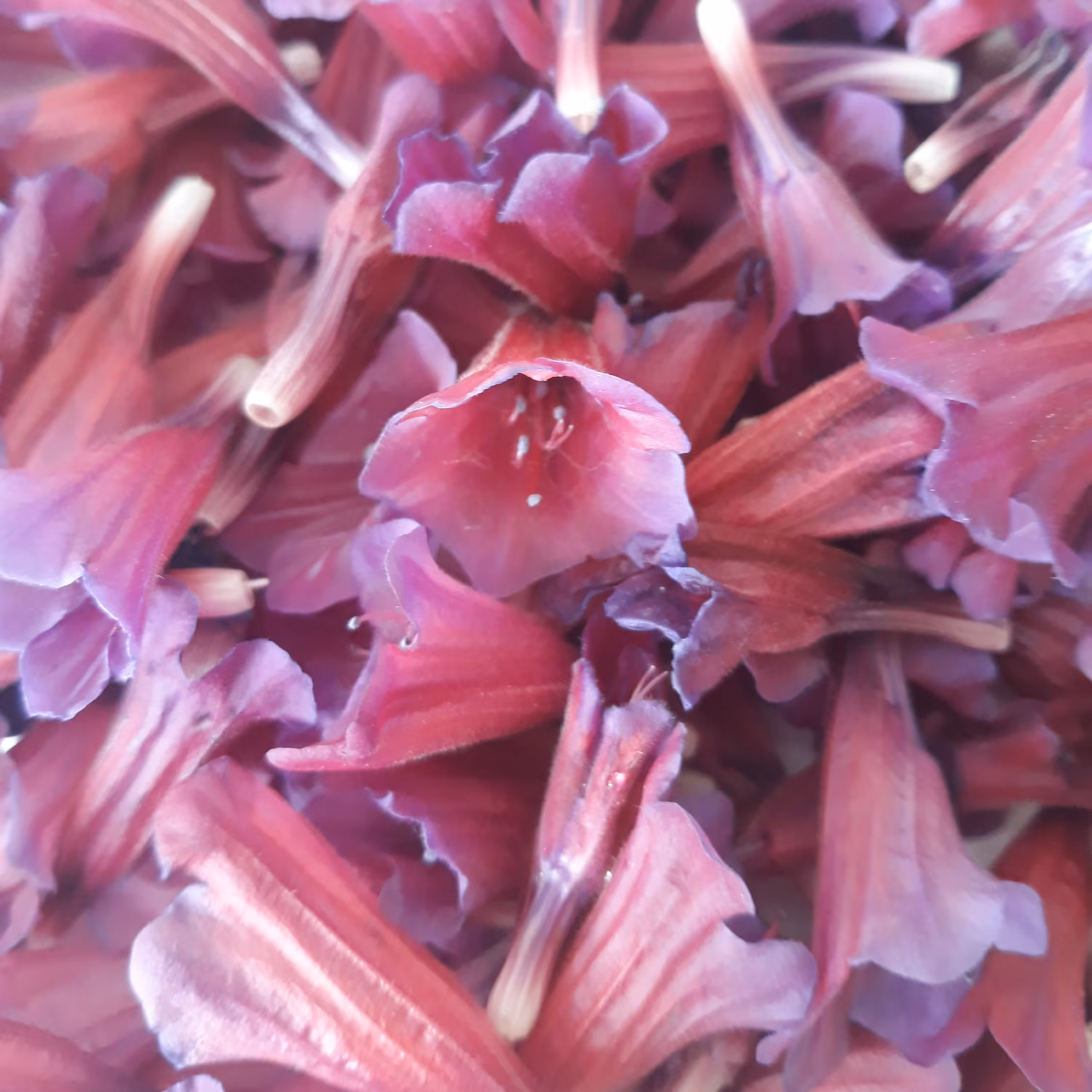 گل گاوزبان ارگانیک امساله1402 (100گرم)