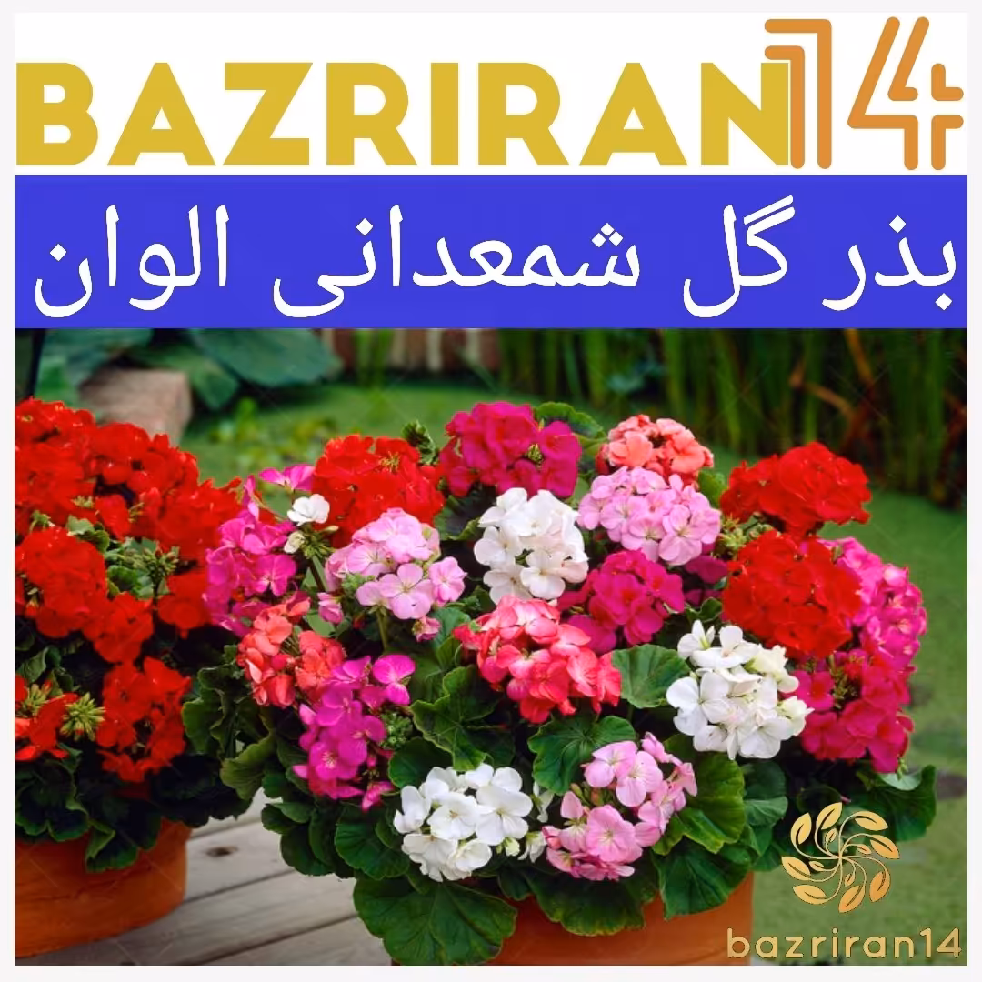 بذر گل شمعدانی الوان