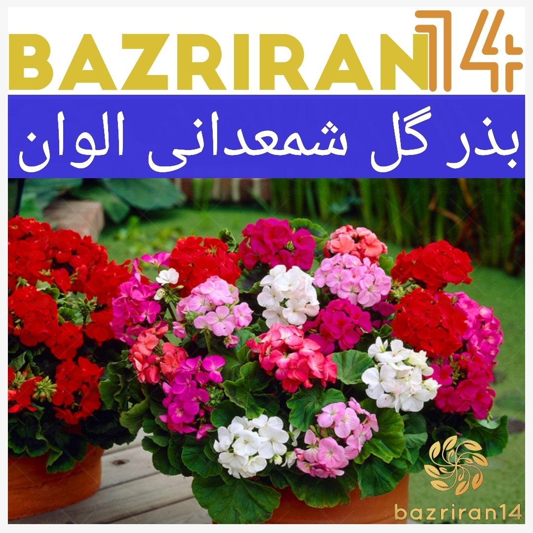 بذر گل شمعدانی الوان