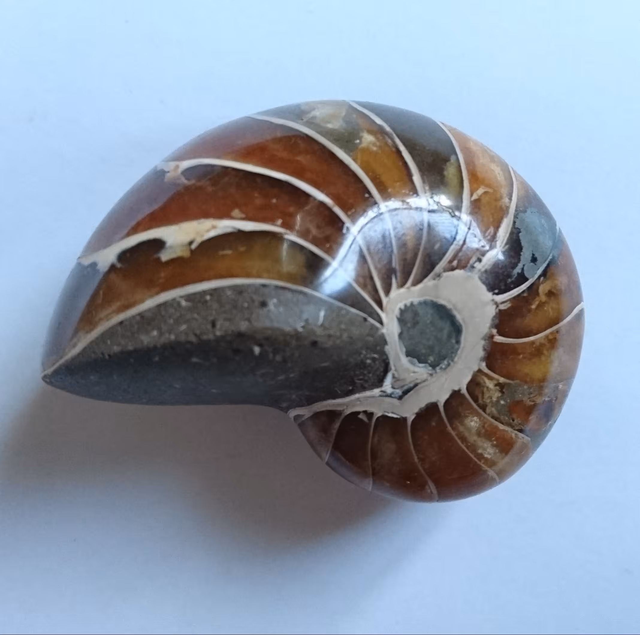 فسیل ناتیلوس آمونیت طبیعی (Nautilus Ammonite) (2) (کمیاب)