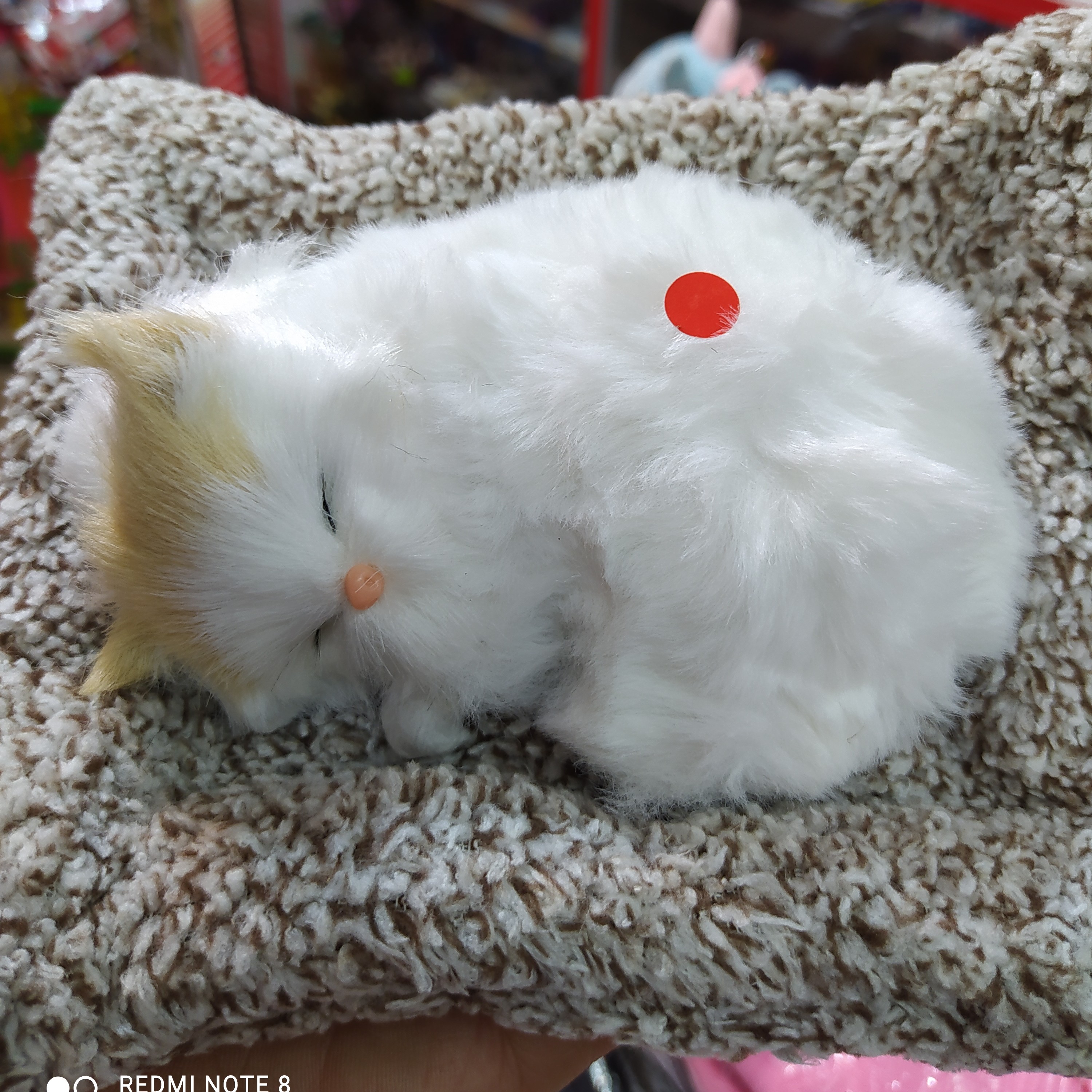 گربه و سگ لاکچری  موزیکال 