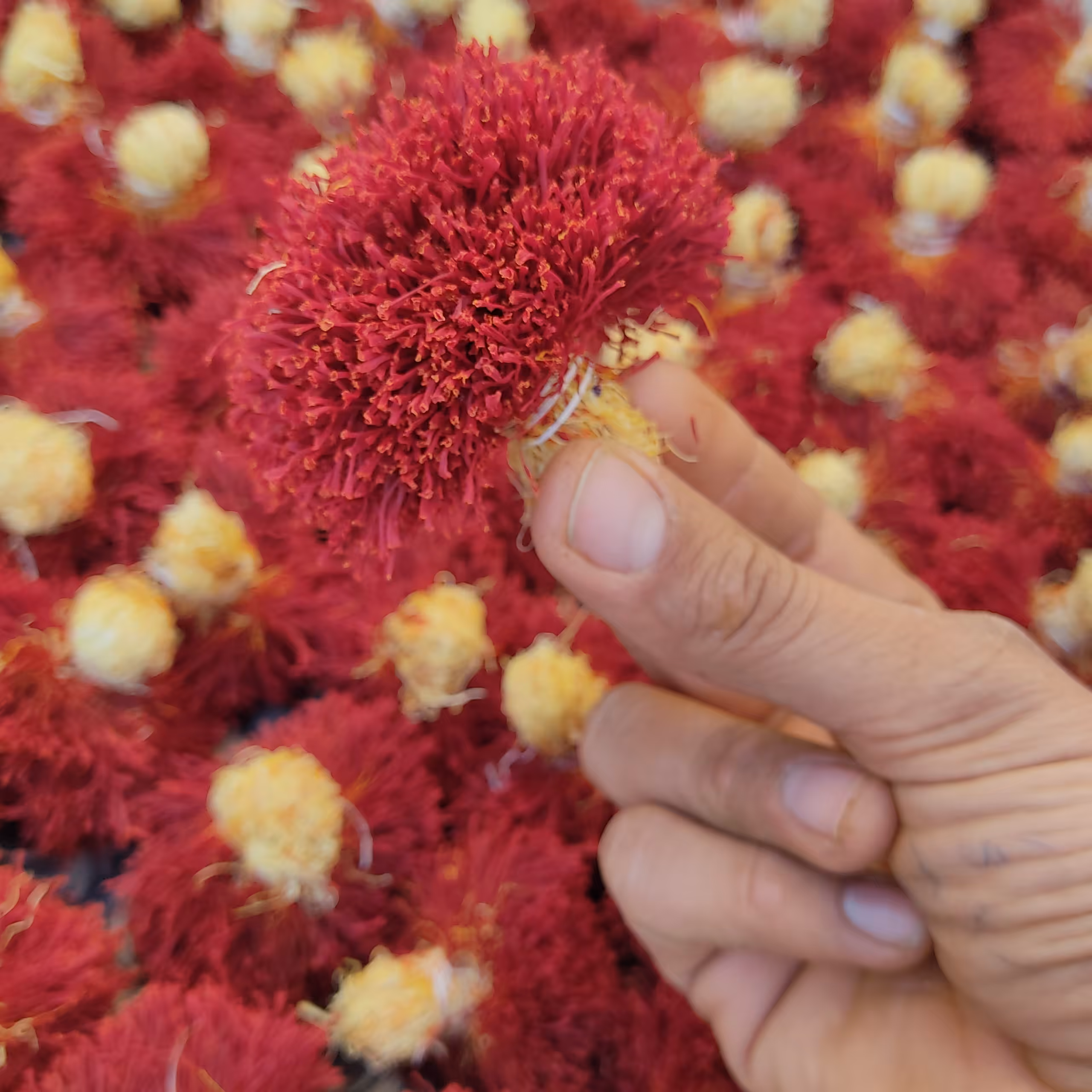 زعفران دختر پیچ 