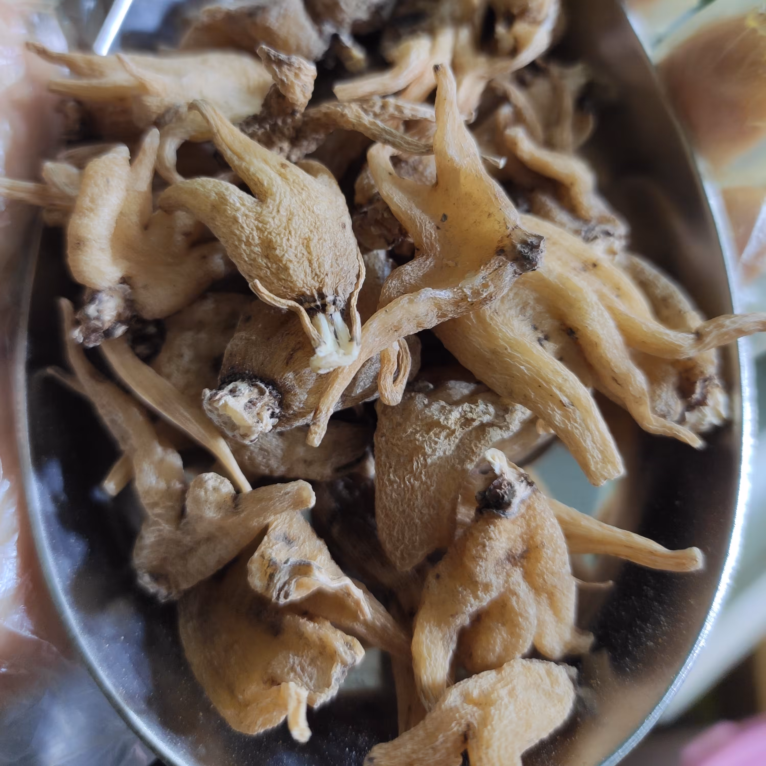 ثعلب پنجه ای